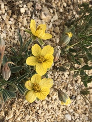 Senna pumilio