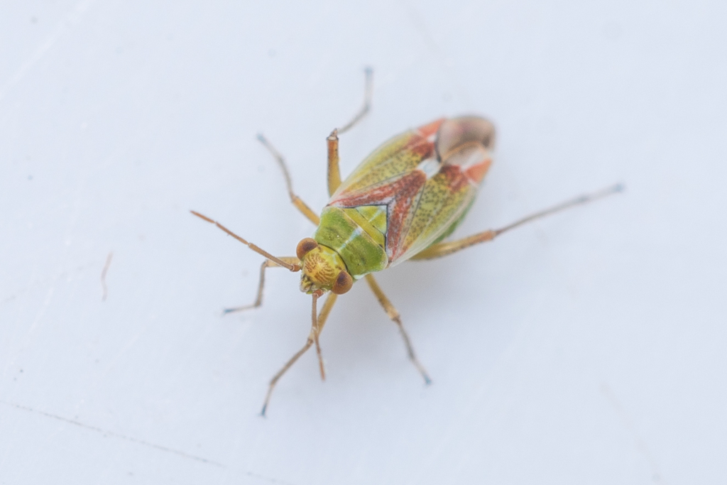 Conostethus venustus