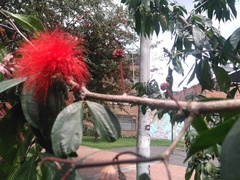 Calliandra trinervia