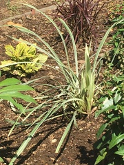 Liriope muscari