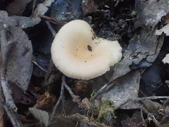 Singerocybe clitocyboides