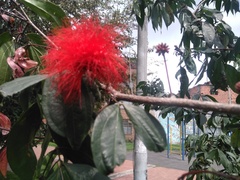 Calliandra trinervia