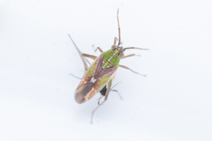 Conostethus venustus