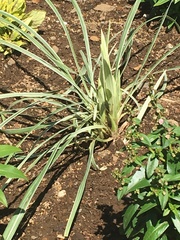 Liriope muscari