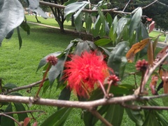 Calliandra trinervia