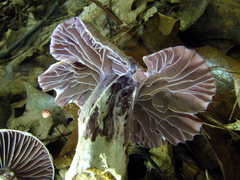 Cortinarius torvus