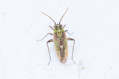 Conostethus venustus