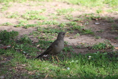 Turdus chiguanco