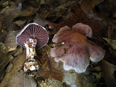 Cortinarius torvus