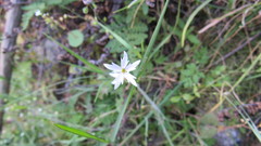 Lithophragma heterophyllum