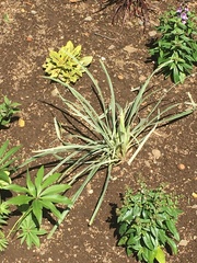 Liriope muscari