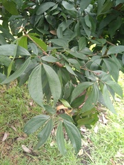 Calliandra trinervia