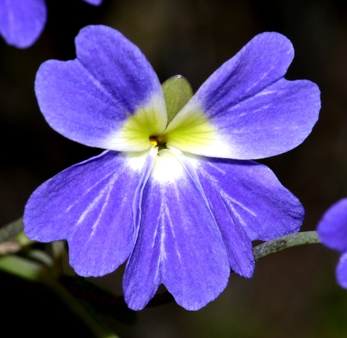 Tropaeolum azureum Bertero ex Colla