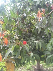 Calliandra trinervia