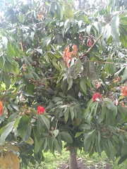Calliandra trinervia