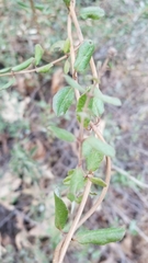 Lonicera subspicata