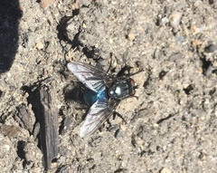 Diptera