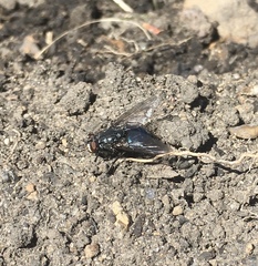 Diptera