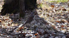 Turdus pilaris