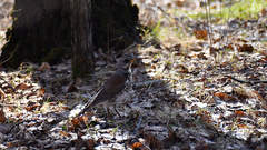 Turdus pilaris