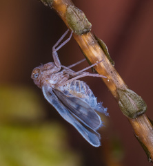 Borysthenes emarginatus