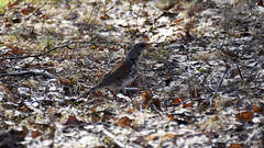 Turdus pilaris