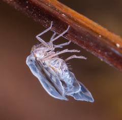 Borysthenes emarginatus