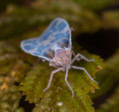 Borysthenes emarginatus