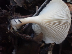 Singerocybe clitocyboides