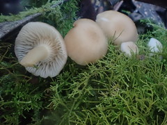 Singerocybe clitocyboides