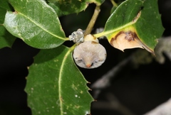 Heteroecus sanctaeclarae