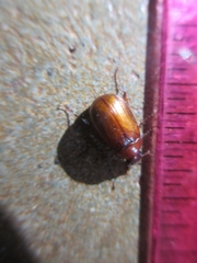 Melolonthinae