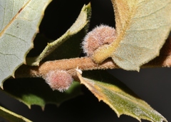 Disholandricus lasius