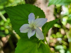 Viola × brauniae