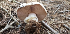 Agaricus moronii