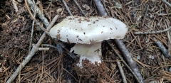 Agaricus moronii