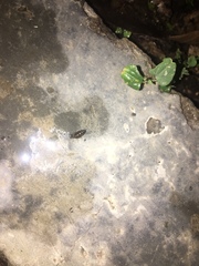 Gastropoda