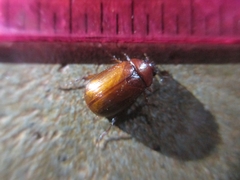 Melolonthinae