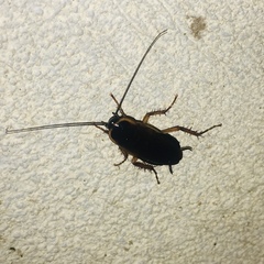 Blattidae
