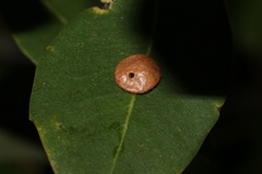 Andricus perfulvum