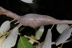 Protobalandricus spectabilis
