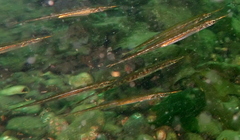 Aulorhynchus flavidus