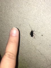 Blattidae