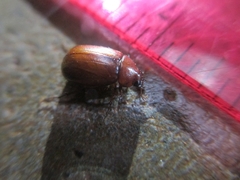 Melolonthinae