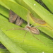 Sheetweb Spiders - Photo (c) Colin Ralston, some rights reserved (CC BY-NC)