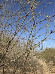 Vachellia campechiana