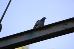 Columba livia