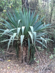 Furcraea parmentieri