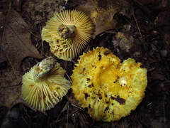 Russula earlei