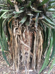 Furcraea parmentieri